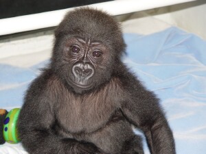 Bangori Baby Western Lowland Gorilla